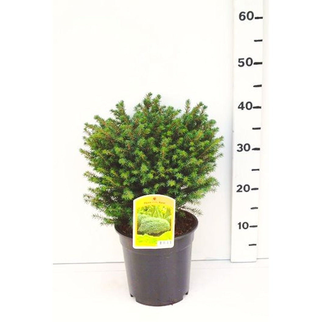 Serbgran – Picea omorika 'Karel' - C3 25-30 CM